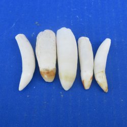 Five piece Alligator Teeth 2" to 2-3/8"