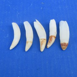 Five piece Alligator Teeth 2" to 2-3/8"