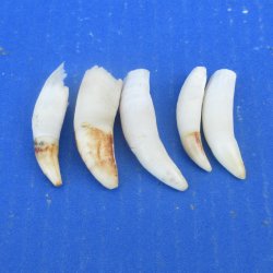 Five piece Alligator Teeth 2" to 2-3/8"
