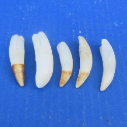 Five piece Alligator Teeth 2" to 2-3/8"