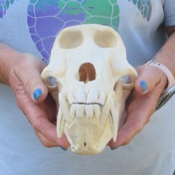 A-Grade 9" Male Chacma Baboon Skull (Signature Required) CITES# P-000044854