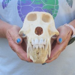 A-Grade 9-1/4" Male Chacma Baboon Skull (Signature Required) CITES# P-000044854