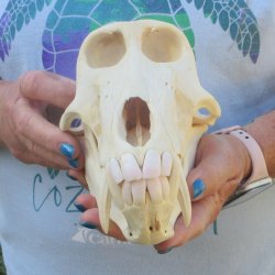 A-Grade 8-3/4" Male Chacma Baboon Skull (Signature Required) CITES# P-000044854