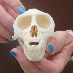 B-Grade 4-1/4" Male African Vervet Monkey Skull  (CITES P-000044854)