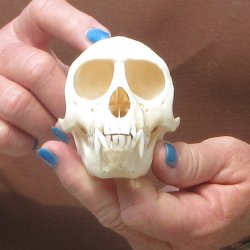 4" A-Grade Female African Vervet Monkey Skull  (CITES P-000044854)
