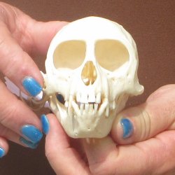 3-3/4" A-Grade Female African Vervet Monkey Skull  (CITES P-000044854)