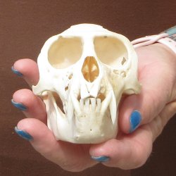 B-Grade 4" Male African Vervet Monkey Skull  (CITES P-000044854)
