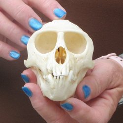 B-Grade 4-1/4" Male African Vervet Monkey Skull  (CITES P-000044854)