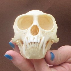 4-1/4" A-Grade Male African Vervet Monkey Skull  (CITES P-000044854)