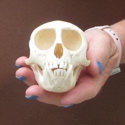 4-1/4" Male African Vervet Monkey Skull  (CITES P-000044854)