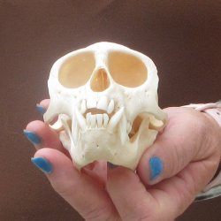 4-1/4" A-Grade Male African Vervet Monkey Skull  (CITES P-000044854)