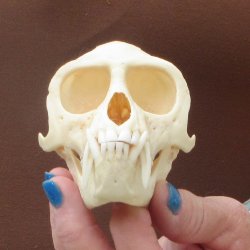 4-1/4" A-Grade Male African Vervet Monkey Skull  (CITES P-000044854)