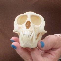 4-1/4" Male African Vervet Monkey Skull  (CITES P-000044854)