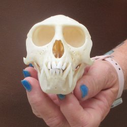 4-1/4" Male African Vervet Monkey Skull  (CITES P-000044854)