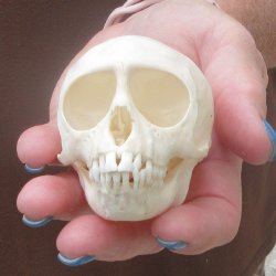 A-Grade 3-1/4" Juvenile African Vervet Monkey Skull (CITES P-000044854