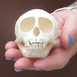 A-Grade 3-1/4" Juvenile African Vervet Monkey Skull (CITES P-000044854