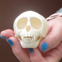 A-Grade 3-1/4" Juvenile African Vervet Monkey Skull (CITES P-000044854)