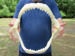 Tiger Shark Jaw 15 inches wide for sale $225