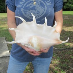 16" Huge Giant Spider Conch