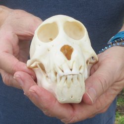A-Grade 5-1/2" Juvenile Baboon Skull (CITES  P-000044854)
