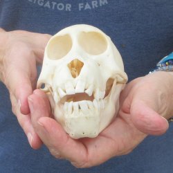 A-Grade 5-1/2" Juvenile Baboon Skull (CITES  P-000044854)