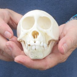 A-Grade 4-1/2" Juvenile Baboon Skull (CITES  P-000044854)