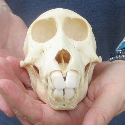 A-Grade 5-1/2" Juvenile Baboon Skull (CITES  P-000044854)