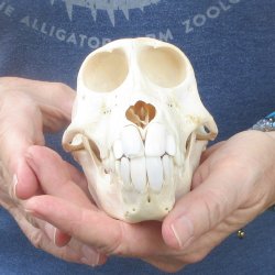 A-Grade 6" Juvenile Baboon Skull (CITES  P-000044854)