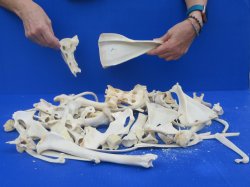 4lb Assorted Bones