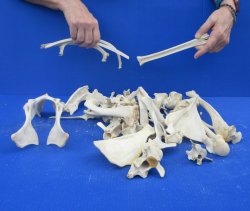 4lb Assorted Bones