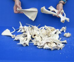 4lb Assorted Bones