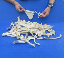 4lb Assorted Bones