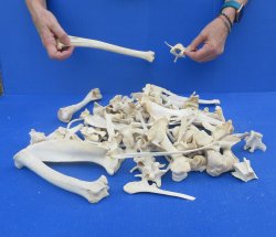 4lb Assorted Bones
