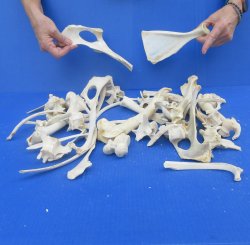 4lb Assorted Bones
