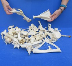 4lb Assorted Bones