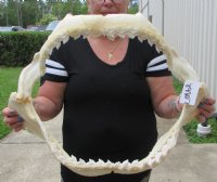Wholesale Shark Jaws