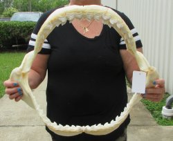 Buy Now Tiger Shark Jaw 20 inches wide $525 (Adult Signature Required)<font color=red> (NO POST OFFICE (USPS) SHIPPING!!!)</font>