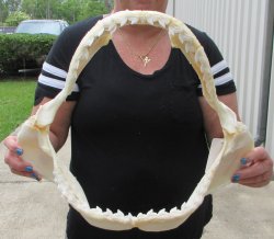 Tiger Shark Jaw 18 inch wide - $400 each (Signature Required)