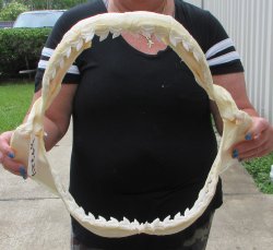 Real Tiger Shark Jaw 18 inches wide $425 (Signature Required)