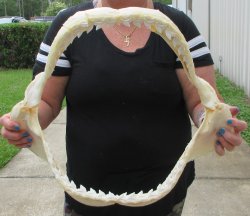 Buy Now Tiger Shark Jaw 19 inches wide $475 (Signature Required)<font color=red> (NO POST OFFICE (USPS) SHIPPING!!!)</font>