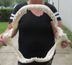Buy Now Tiger Shark Jaw 19 inches wide $475 (Signature Required)<font color=red> (NO POST OFFICE (USPS) SHIPPING!!!)</font>