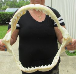 Buy Now Tiger Shark Jaw 18 inches wide $425 (Signature Required)<font color=red> (NO POST OFFICE (USPS) SHIPPING!!!)</font>