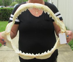 Real Tiger Shark Jaw 18-3/4 inches wide $425 (Signature Required)