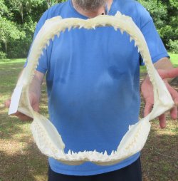 Authentic Blacktip Shark Jaw (Carcharhinus limbatus) 17" x 13"  $375 (Signature Required)