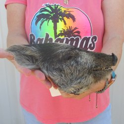 7" to 8" Preserved Georgia Wild Boar / Hog Head