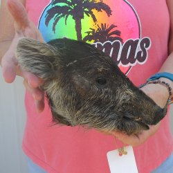 7" to 8" Preserved Georgia Wild Boar / Hog Head