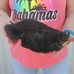 7" to 8" Preserved Georgia Wild Boar / Hog Head