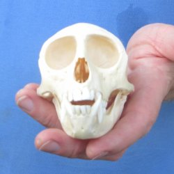 4-1/4" Male African Vervet Monkey Skull  (CITES P-000044854)