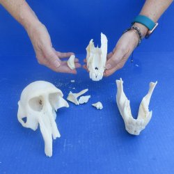 Craft Grade 7" Male Chacma Baboon Skull (CITES# P-000044854) 