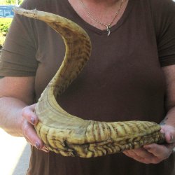  XL B-Grade Sheep Horn 31-3/4"
